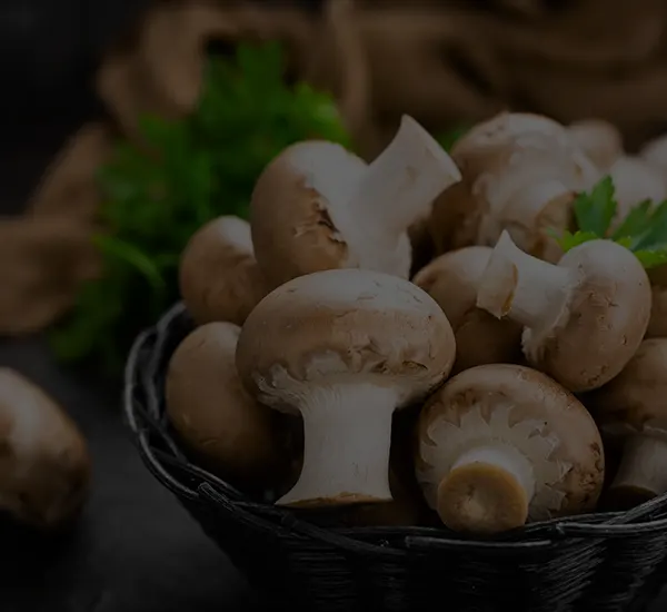 LES CHAMPIGNONS EXCELLENTS POUR LA SANTE